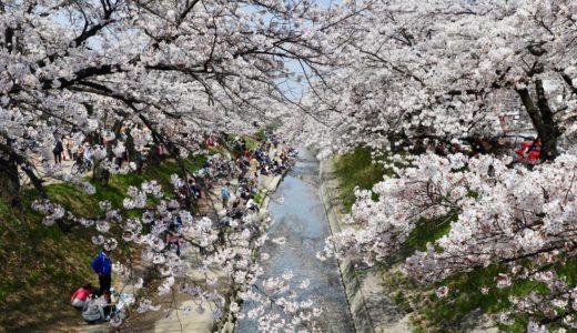 奈良県大和高田市の桜の名所「高田千本桜」が満開で美しかった！