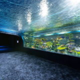「DMMかりゆし水族館」がイーアス沖縄豊崎内にオープン、リアルとバーチャルが融合したエンタメ水族館